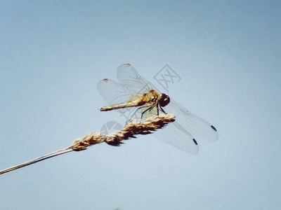 草原景观中一只美丽的蜻蜓的清晰图像图片
