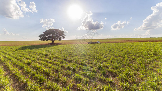 甘蔗种植园田间空中观光阳光照图片