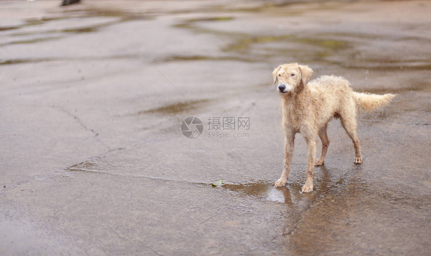 农场里的家养贵宾犬复制空间图片