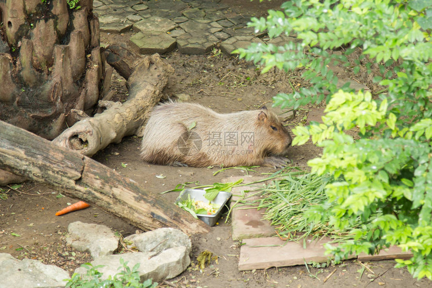 泰国杜西特动物园的Ca图片
