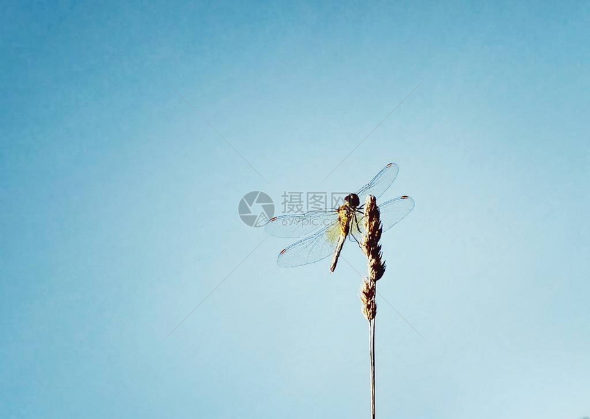 蓝色晴朗的天空背景上小麦穗上的一只美妙的蜻蜓蜻蜓的宏观图象美丽的昆虫适合您设计的图片