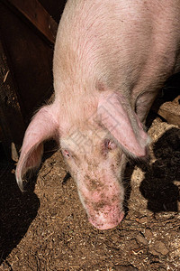 一个猪头从庇护所里探了出来脏猪头图片