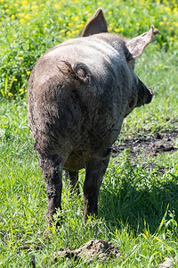 肮脏的猪在田里吃草被涂污高清图片