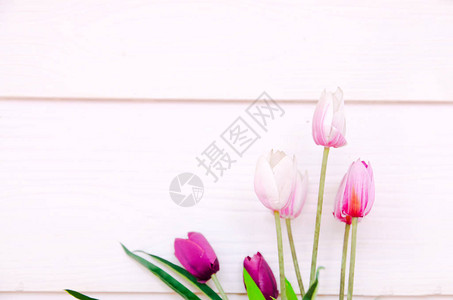 蓝色背景的紫色郁金香春图片