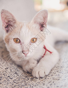 大理石桌上的白色小猫图片