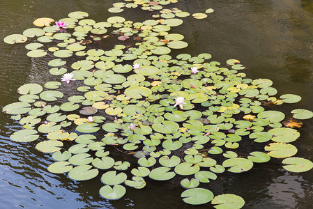 池塘中白色花朵的水百图片