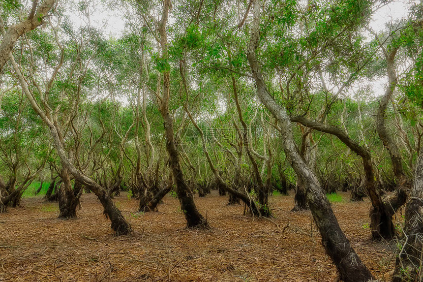 夏季进入Cajuput树或纸皮树林Melaleucaquinquen图片