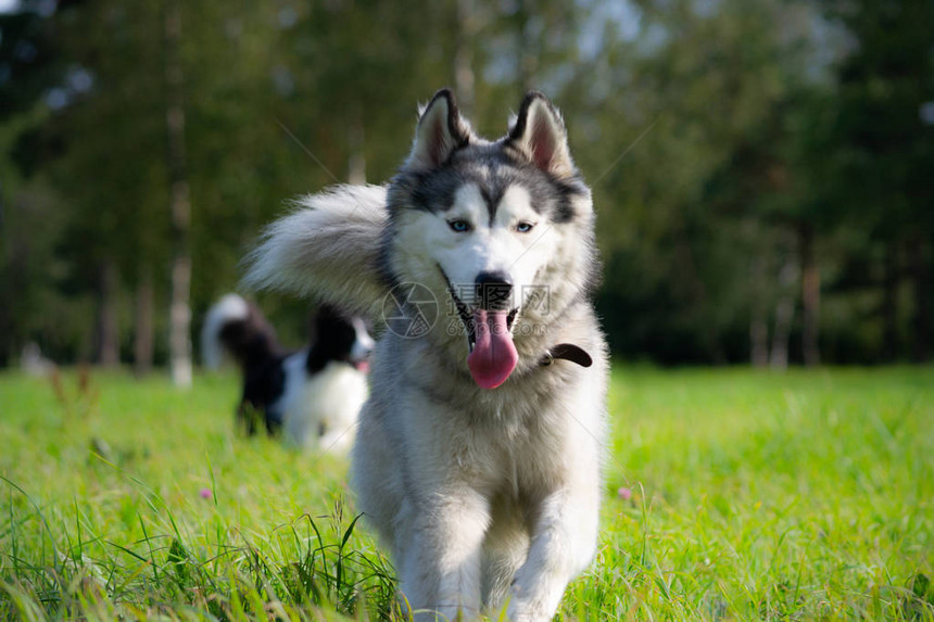 狗互相玩耍西伯利亚雪橇犬大惊小怪好斗的狗训练狗教育犬类学幼犬的强化训练年轻精力充沛的狗在散步图片