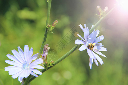 开花在夏天特写镜头的菊苣蓝色花药用鲜花盛开在田野里药用植图片