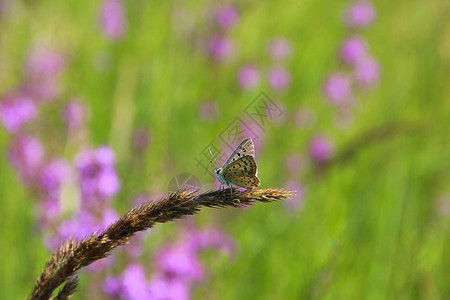 青蓝银蝴蝶坐在刀刃上夏日昆虫图片
