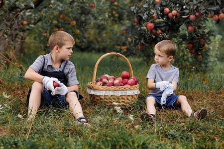 两个金发小男孩在花园里帮忙摘苹果图片