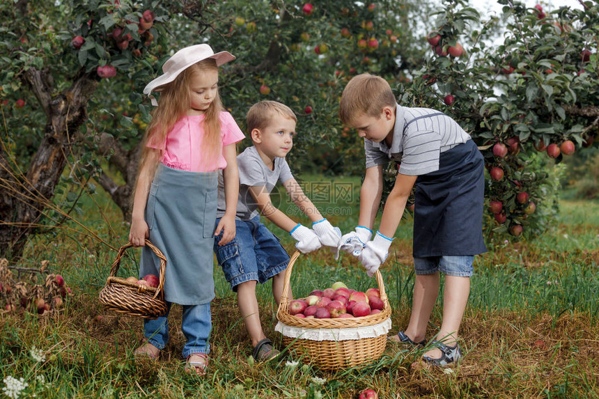 两兄弟和一个姐妹在花园里收获成熟的红苹果小孩子们拿图片