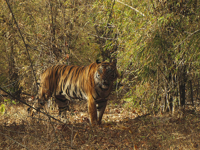TigerPantheratigris印度中央邦班德哈夫加尔老虎图片