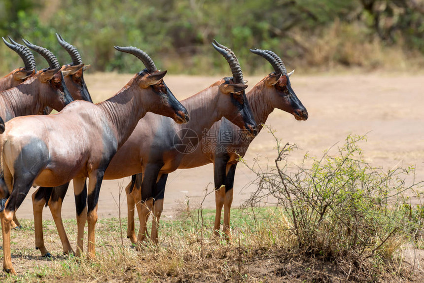肯尼亚MasaiMara保护区的TopiAntelopeDamaliscuslu图片