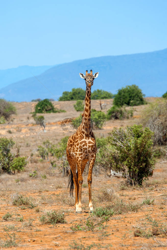 Giraffe肯尼亚国图片