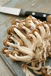 新鲜的未煮过的shimeji蘑菇图片