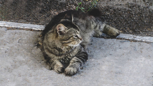 可爱的小猫躲在街上的洞里图片