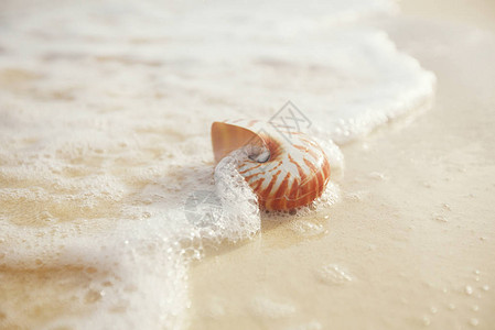 金沙滩上的纳图卢斯海壳细粉色日出图片