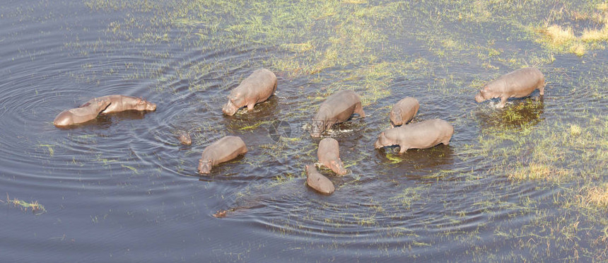 博茨瓦纳奥卡万戈水中河马Hippopopotomusamphibius图片