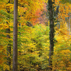 美丽的山毛榉树林在秋天有黄色和橙色的叶子图片