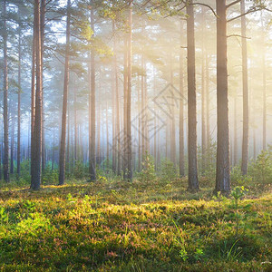 在拉脱维亚枯萎的森林图片