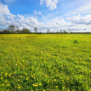 多云的天空下蒲公英的绿色田野风景图片