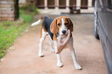 地板上有鞋的小狗猎犬图片