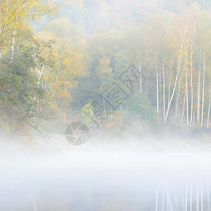 雾天河岸森林美景图片