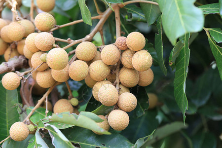 水果园的树上有新鲜的Longan泰国甜图片