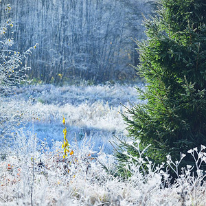 冬季结霜的树木和草地的风景图片