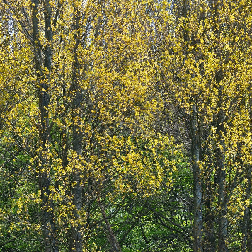 秋季森林树木上的黄叶图片