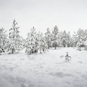 拉脱维亚冬季寒冬日在冬季森林里图片