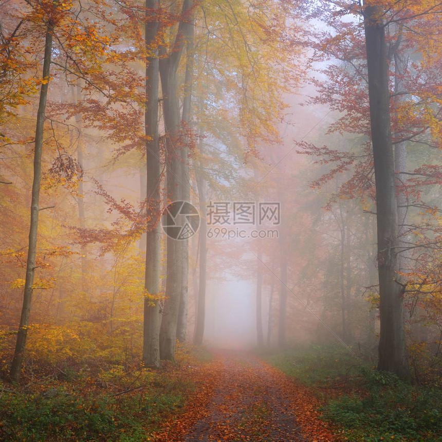 美丽的山毛榉树林中的神秘晨雾有秋天树的道路与黄色和橙色叶子图片