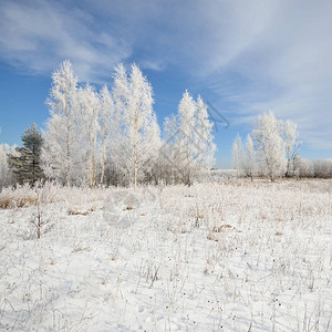 Birch树林覆盖着雪和俄罗斯乡图片