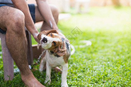 可爱的小狗猎犬洗澡图片