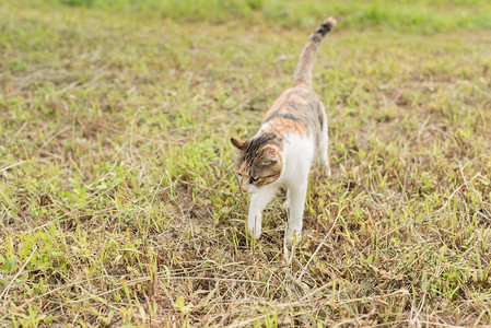 草原上的小猫户外的家猫图片