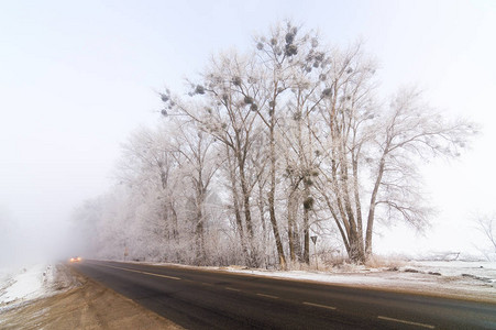 在有雾的白霜期间沿着被雪覆盖的树木的冬季道路图片