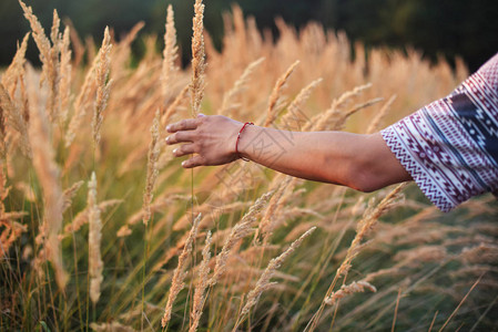 在小麦田日落光耀斑光中碰到金麦的雄性手不可辨认的图片