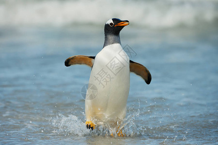 Gentoo企鹅从大西洋和福克兰群图片