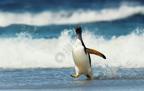 南图企鹅在大西洋大海的沙滩上行走图片