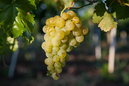 葡萄白葡萄酒在树枝和绿色背景的树上葡萄园里的白葡萄图片