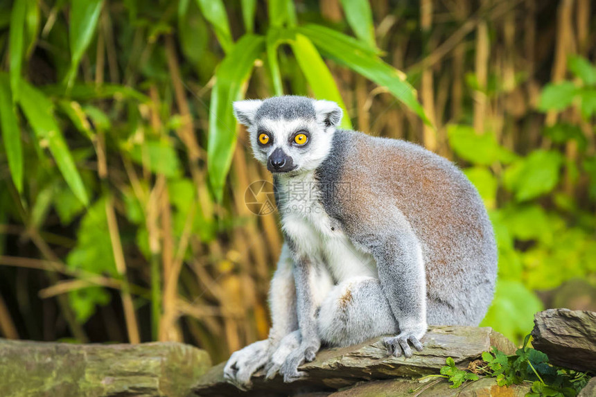 这群灵长类动物是马达加斯岛本地人照片来自Flickr用户LemurLemurcatta的T图片