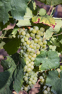 葡萄园中绿色成熟葡萄的细节图片