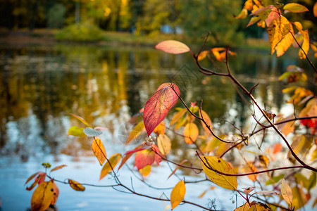 秋天的池塘黄叶倒影图片