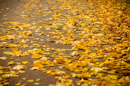 一束秋叶扫到了路边的柏油路边上的清洁工图片