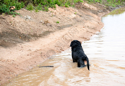 狗在肮脏和泥泞的水坑里节日背景图片