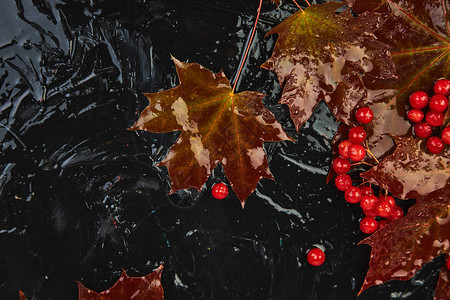 秋季背景与秋季湿枫红叶和黑色背景上的荚蒾浆果顶视图平躺复制空间图片