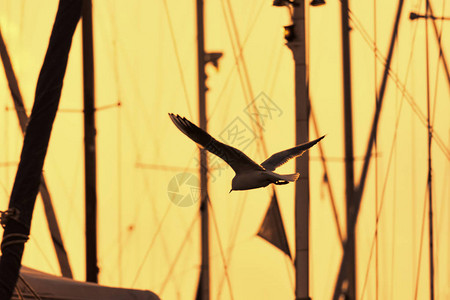 海鸥在日落时飞过海港图片