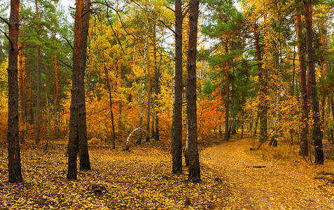秋季素描景观秋天的颜色图片