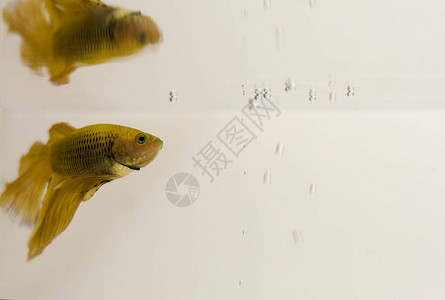 暹罗斗鱼黄色半月斗鱼芨草转向表面上的气泡图片